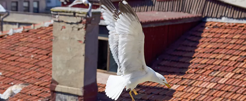 Residential Chimney Animal Removal Solution in Elizabeth City, NC